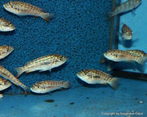 Labidochromis joanjohnsonae